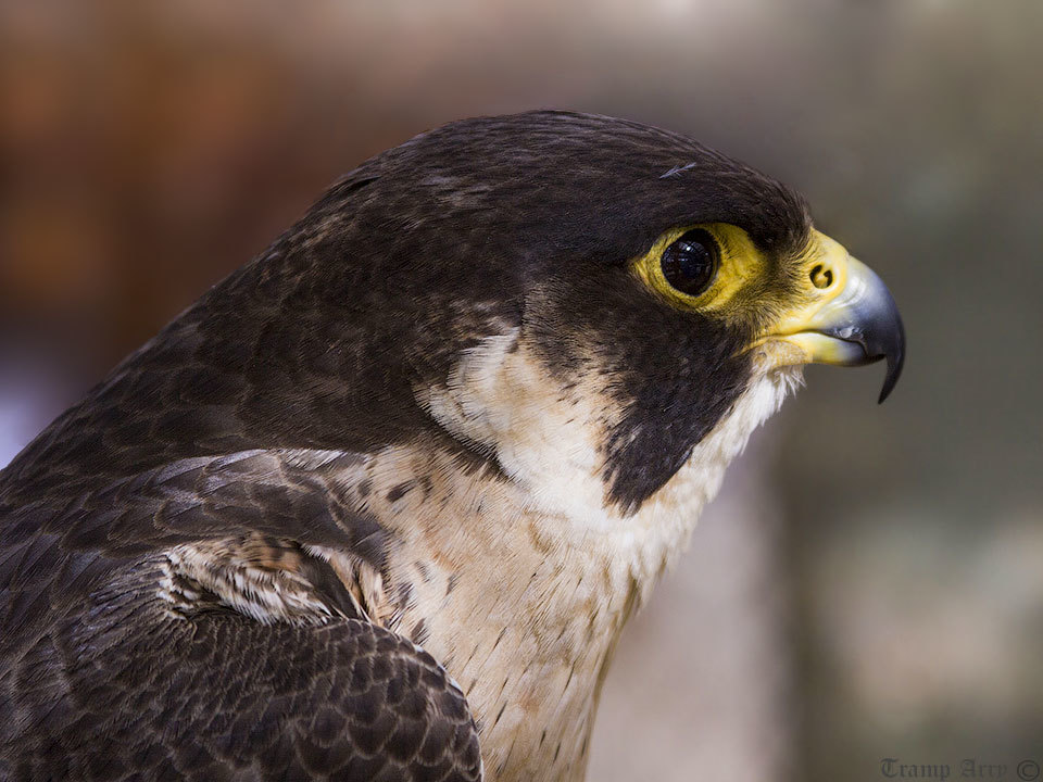 Falcon capitis