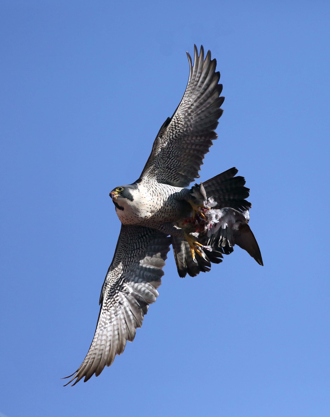 Bird Peregrine Falcon na mbara igwe