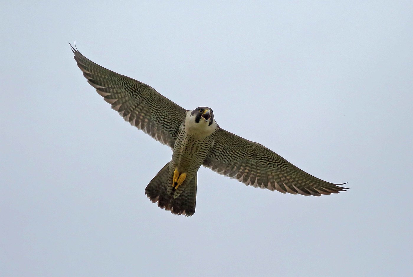 Bird Peregrine Falcon pe cer