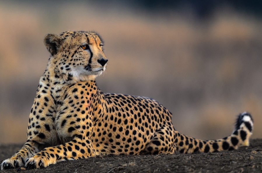 Foto de un guepardo acostado y descansando.
