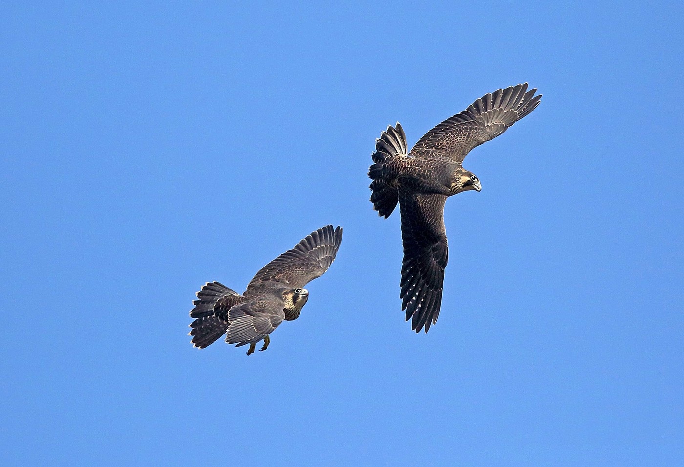 A pair of peregrine falcons in flight