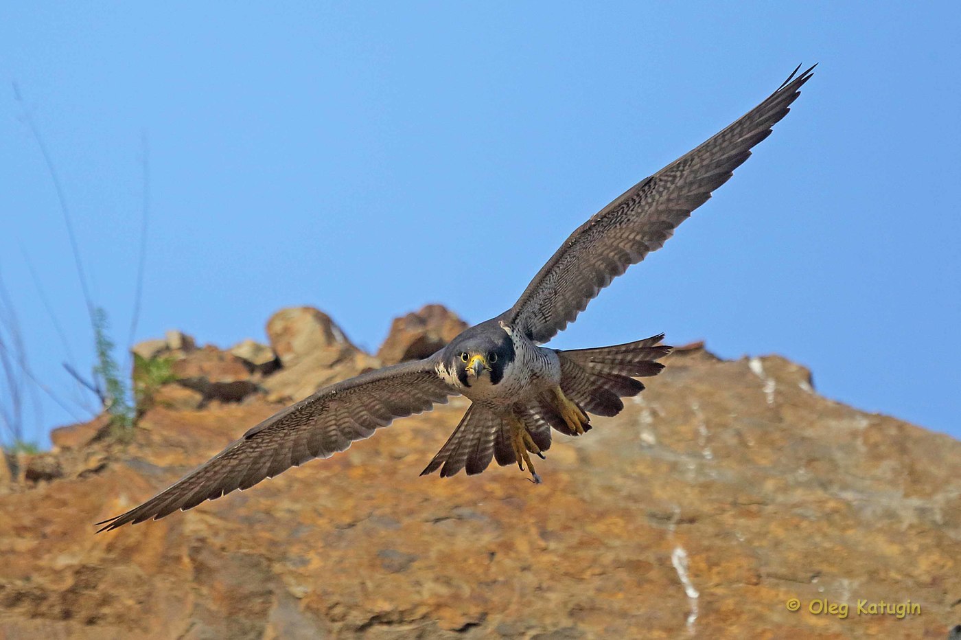 Burung Peregrine Falcon