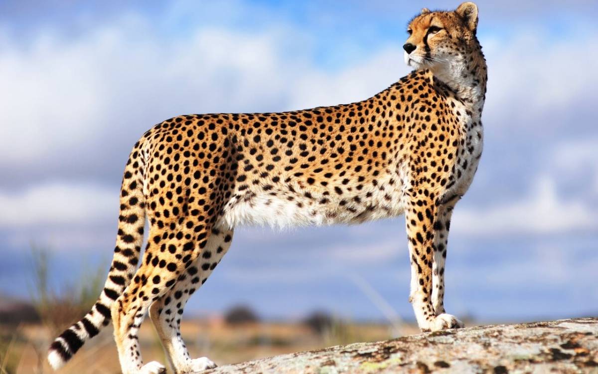 Foto e një cheetah gënjyer dhe pushimi