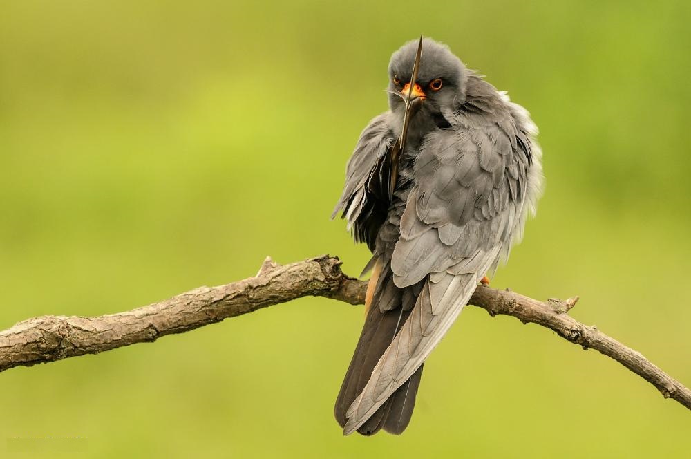 Male falcon