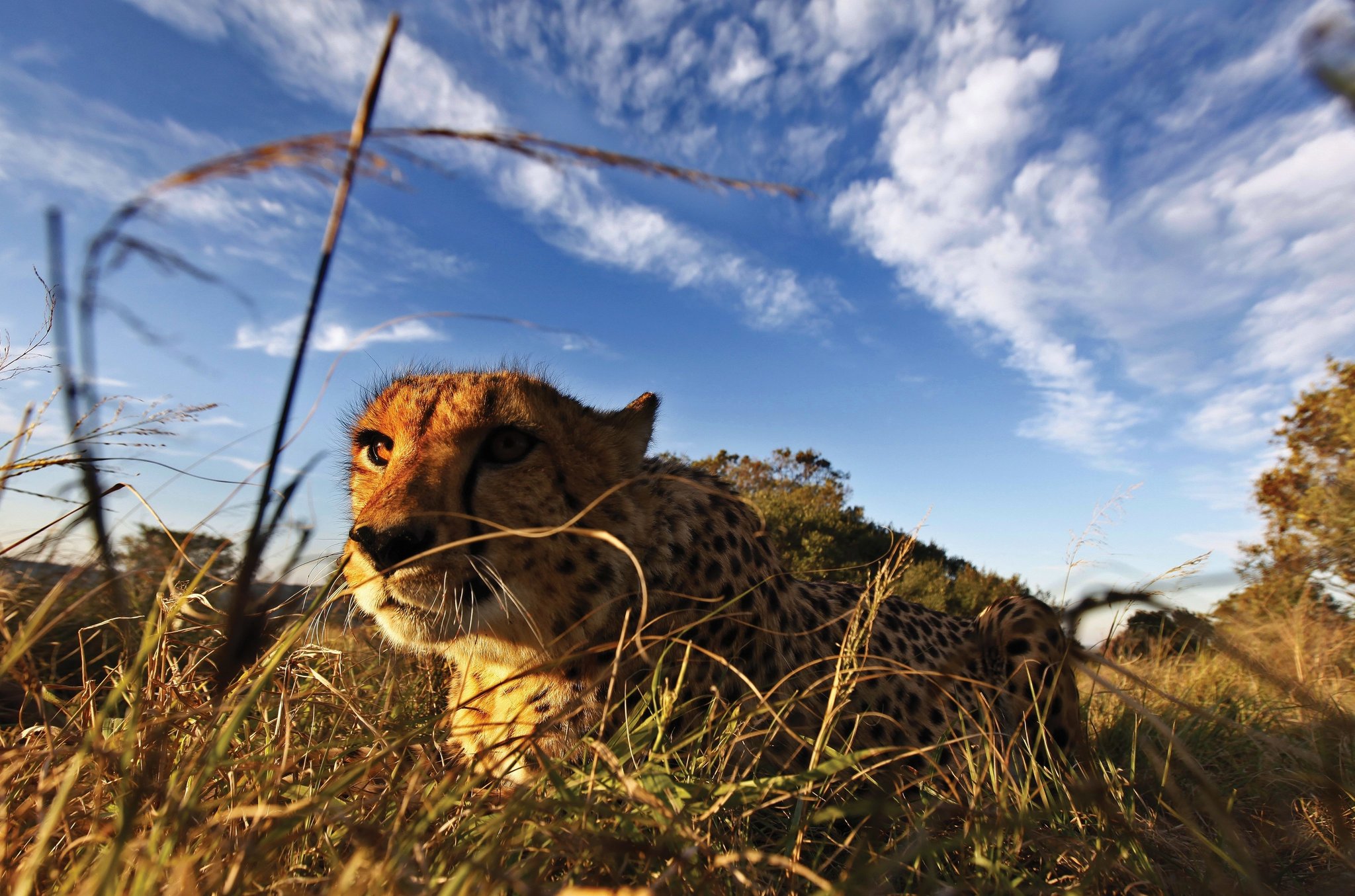 Foto av en cheetah i bakhold