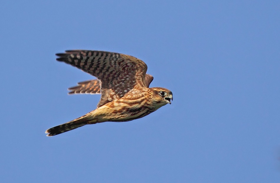 Falcon Merlin repülés közben