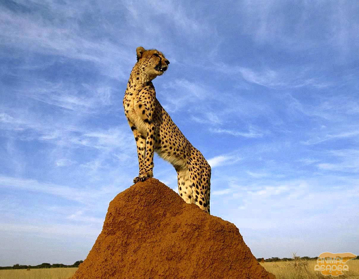 Fotografia geparda v úkryte