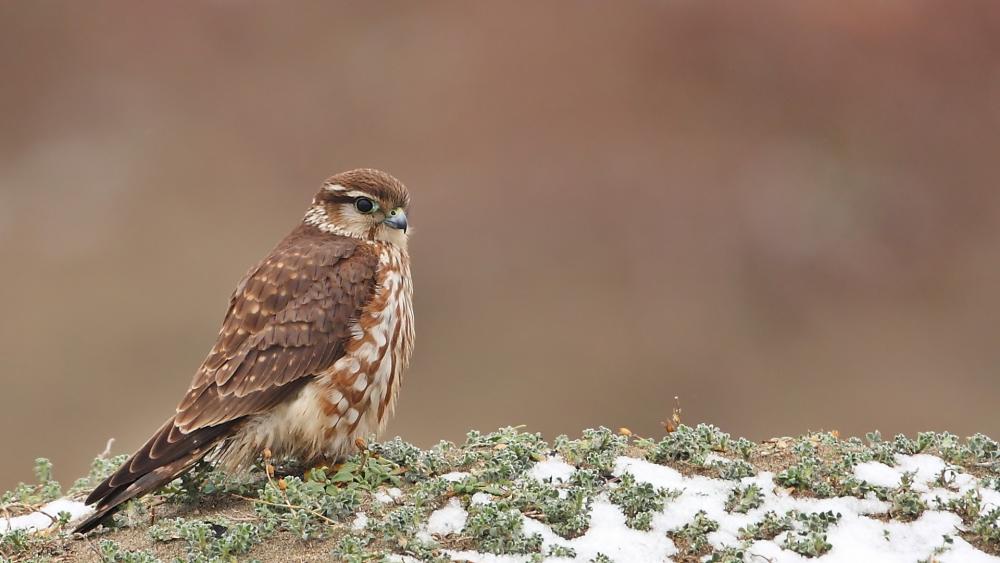 Falcon derbnik, photo prise en Suède