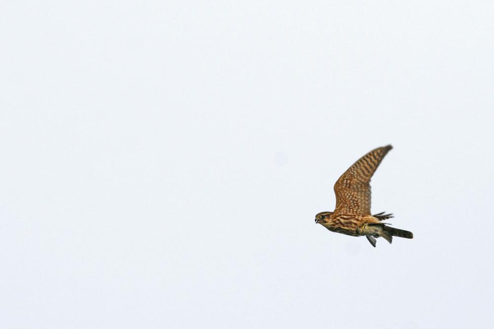 Falcon derbnik v letu, fotografirano na Švedskem
