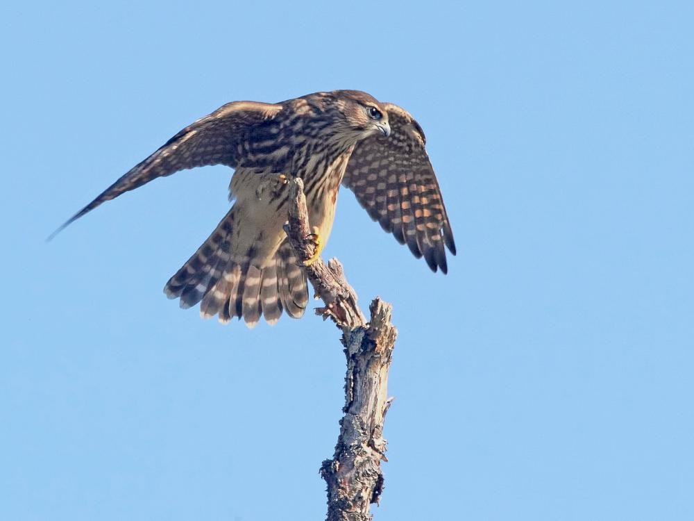 Falcon Merlin på en gren