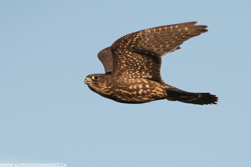 Falcon Merlin në fluturim