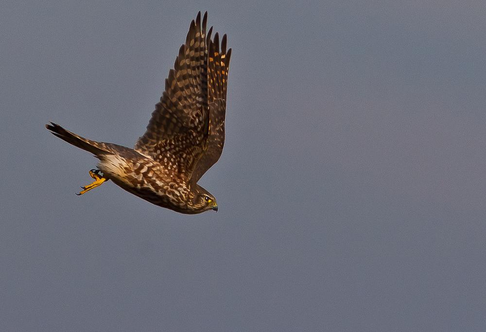 Falcon derbnik v lete, fotografie vtáka zo zadného pohľadu
