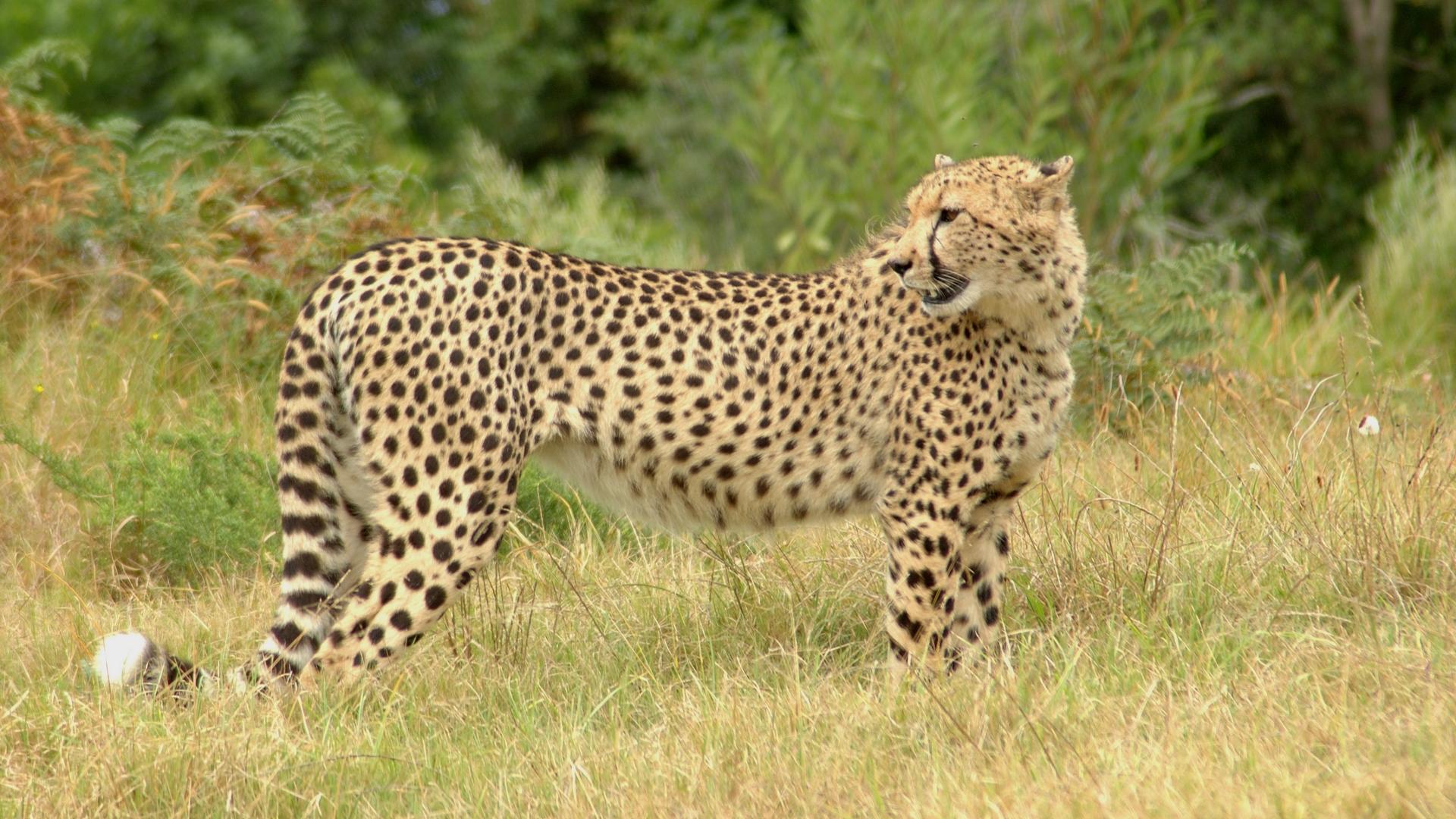 Fotografia unui ghepard în iarbă