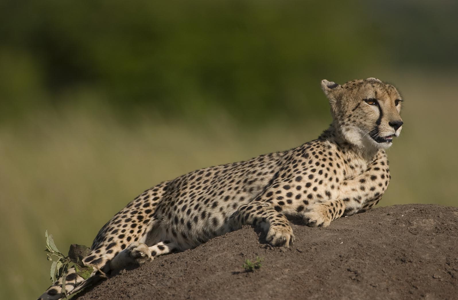 Mooie foto van een cheetah