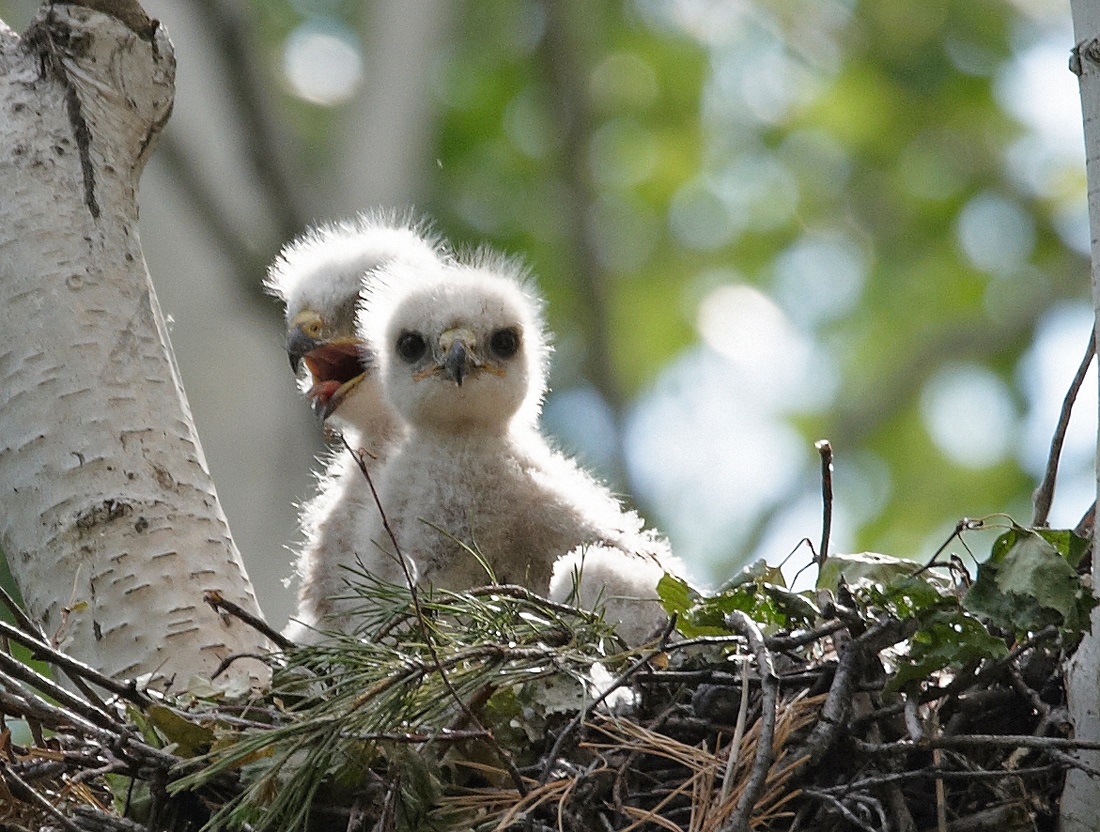 Buzzard chicks in the nest