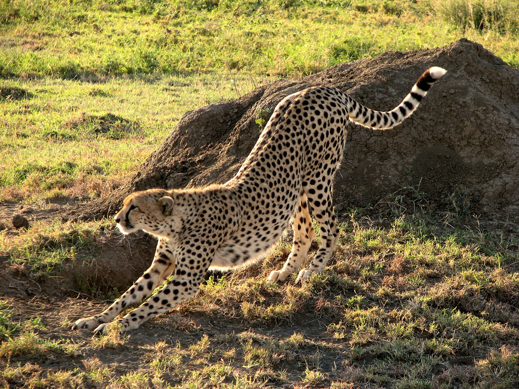 Mooie foto van een cheetah