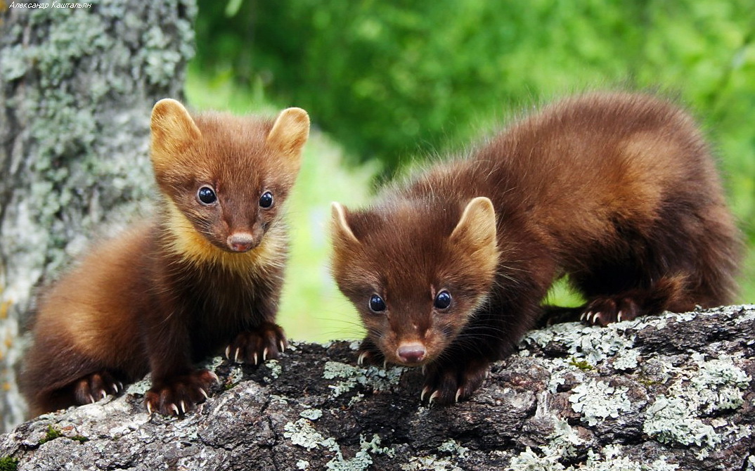 Wood marten cubs