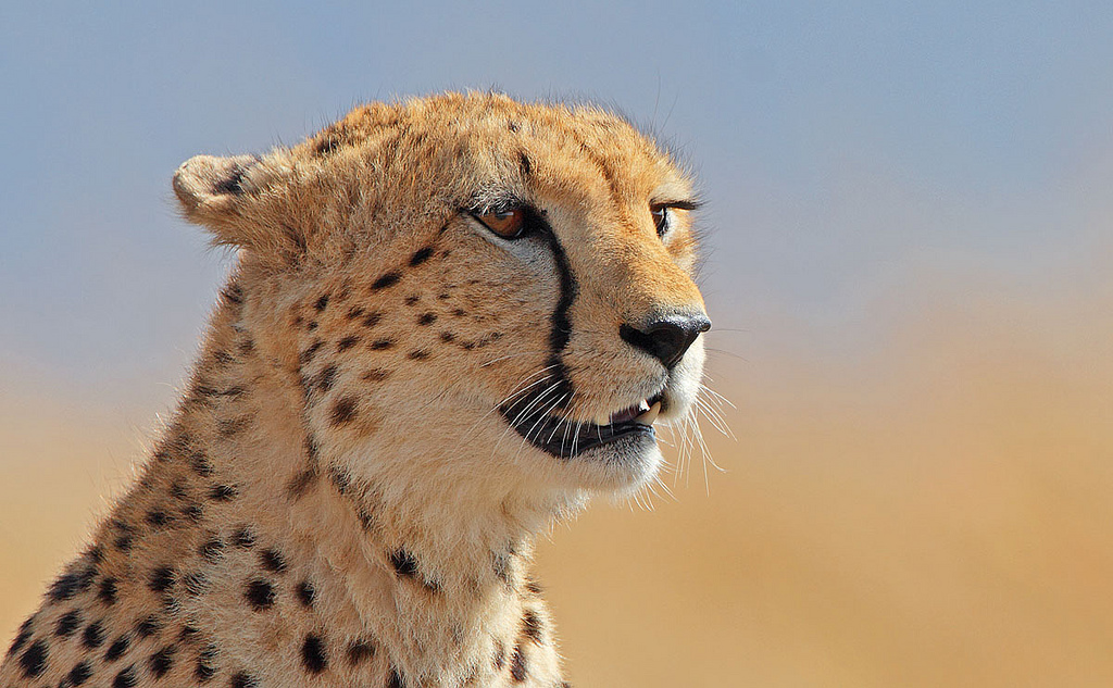 រូបថតដ៏ស្រស់ស្អាតរបស់ cheetah មួយ