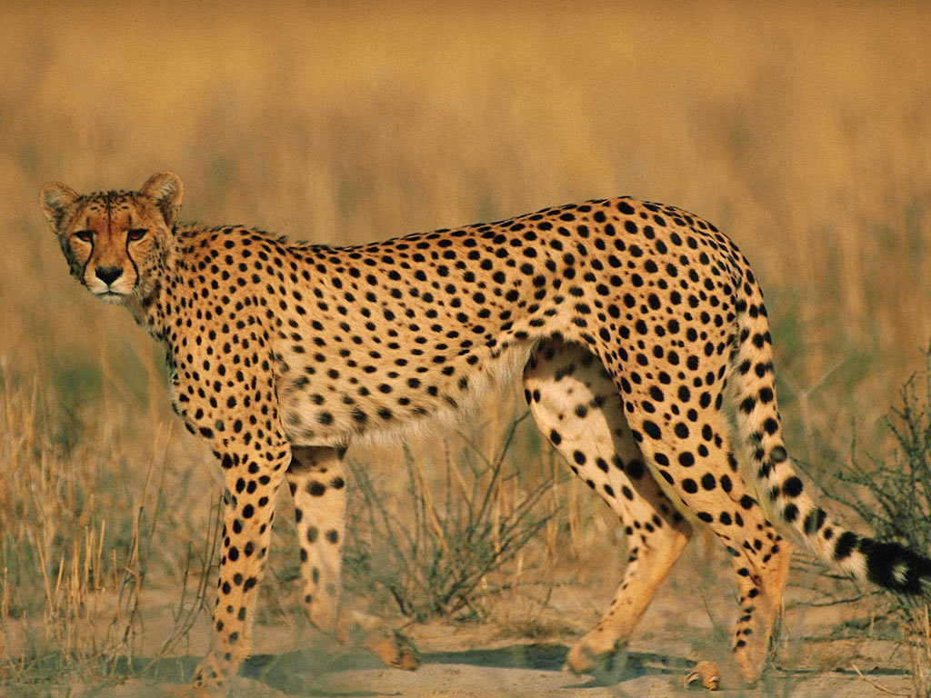 Cheetax