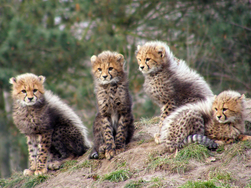 Tanzaniya Serengeti Parkında Cheetah