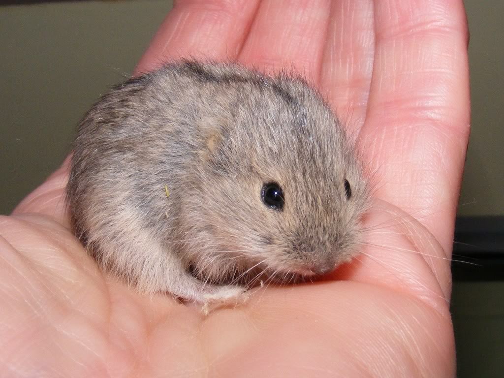 Little lemming on the palm