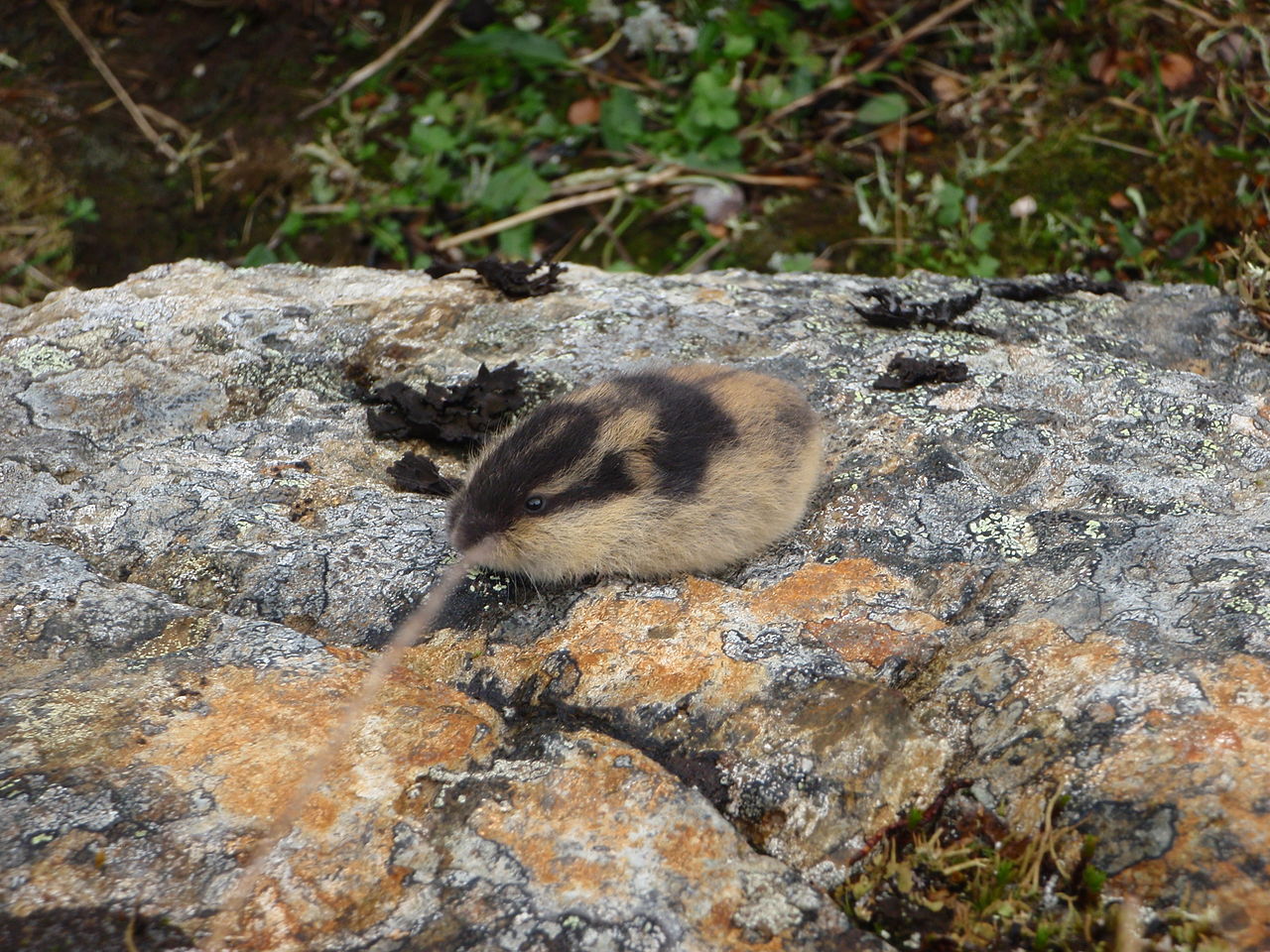 Lemming di atas batu