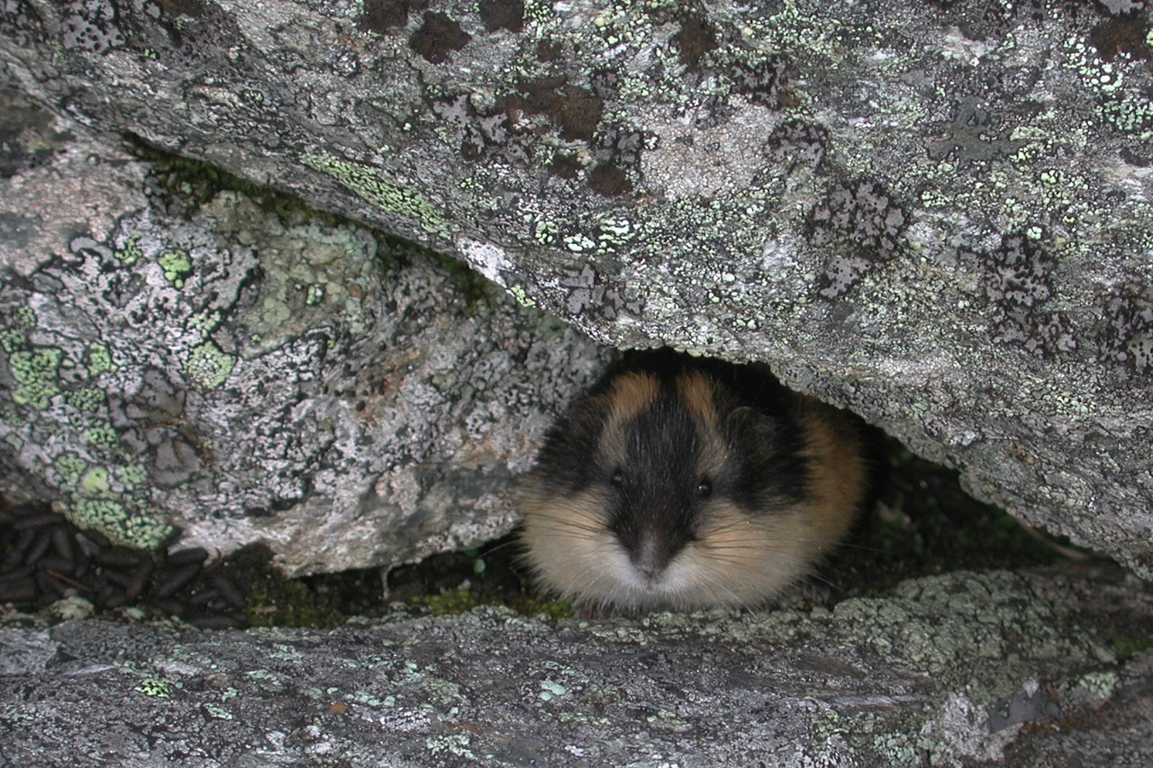 Lemming noruego