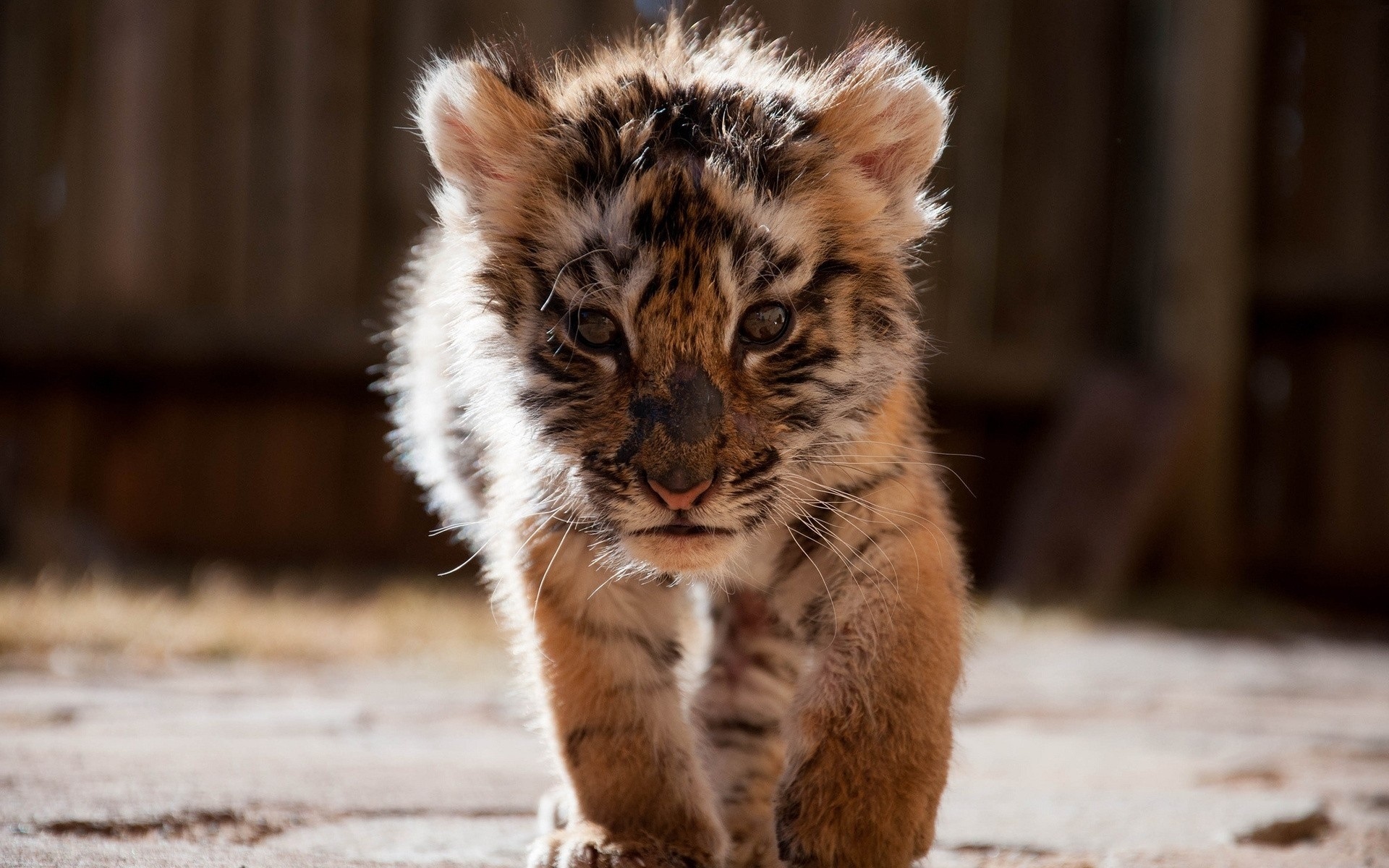 Photo tigre