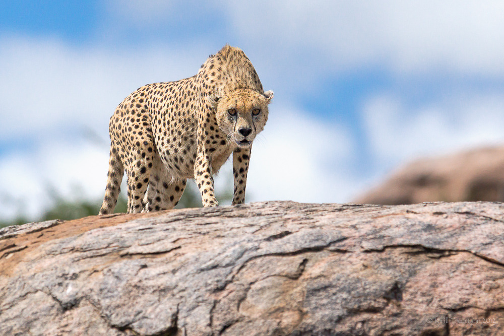 Cheetah nan reyon yo nan solèy la anviwònman, Serengeti Park, Tanzani
