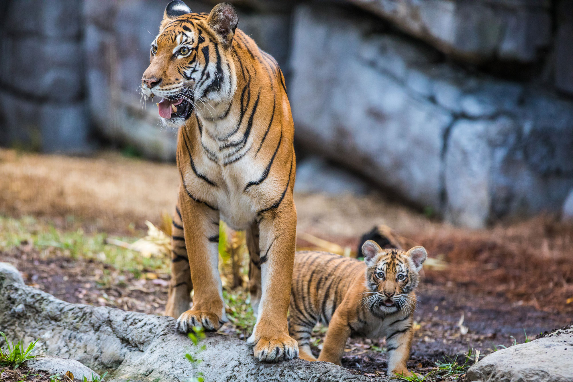 Foto tigress og tiger cub