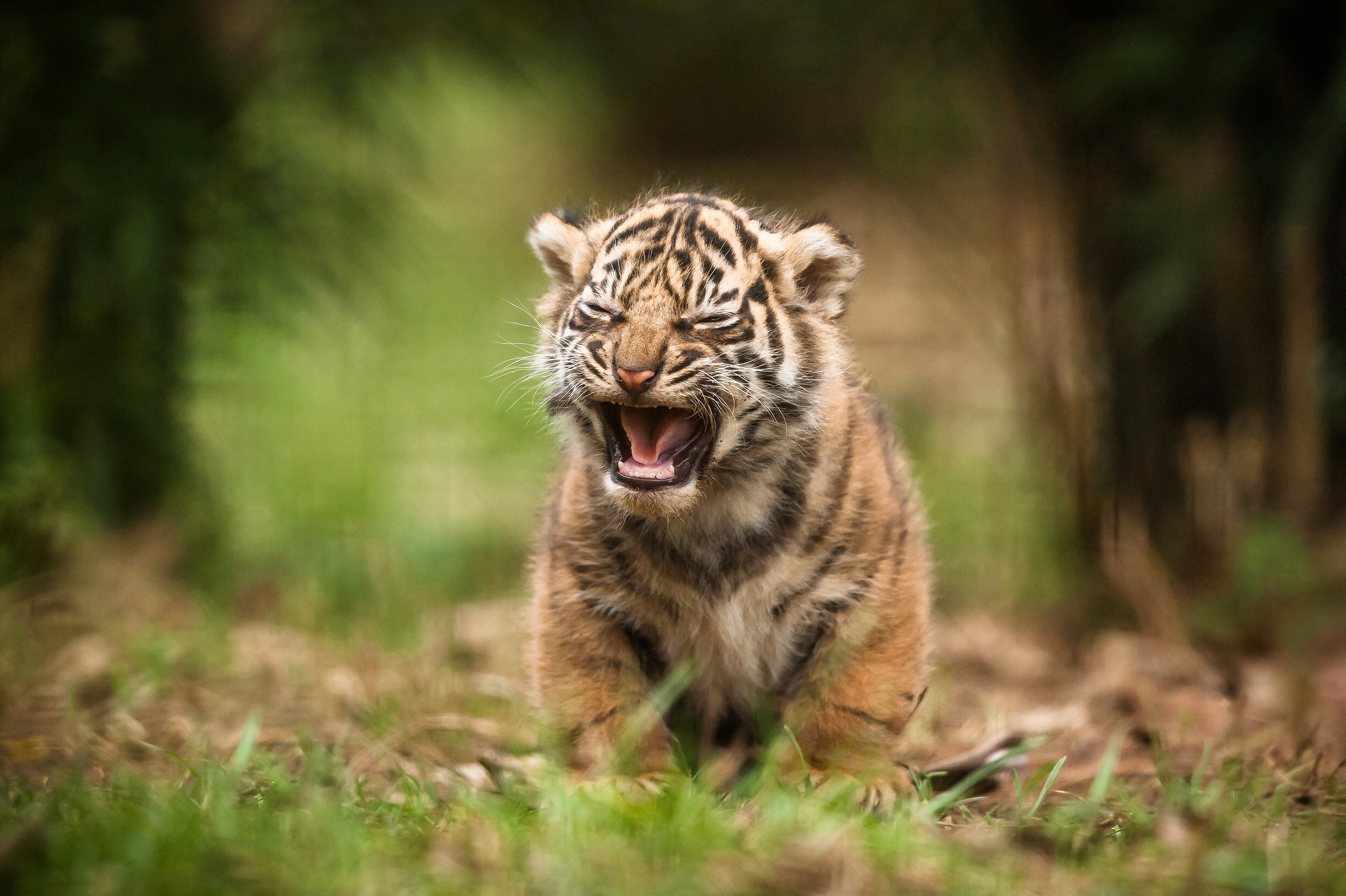 Foto Tiger