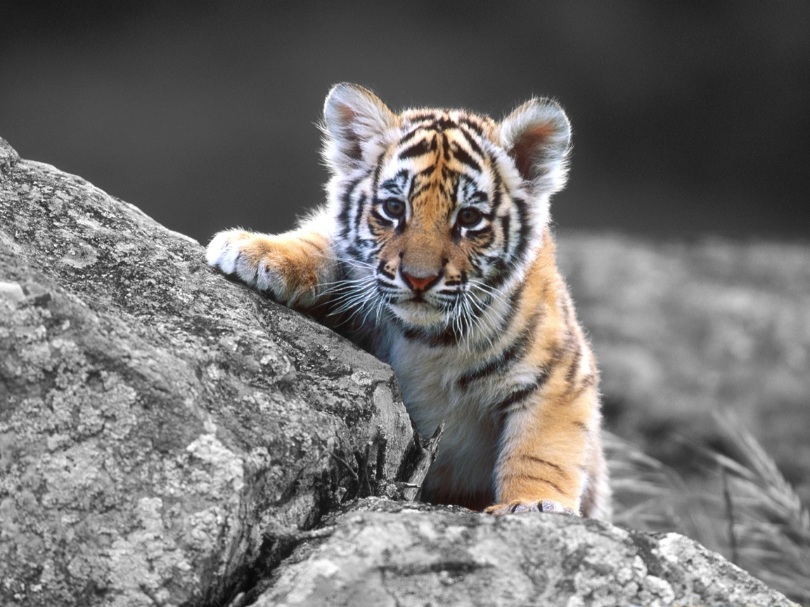 Ritratt Tiger