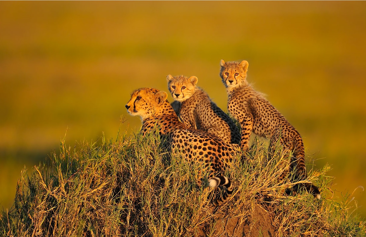 Cheetah-perhe Serengetin puistossa