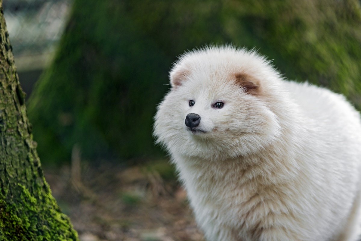 Cão de guaxinim branco