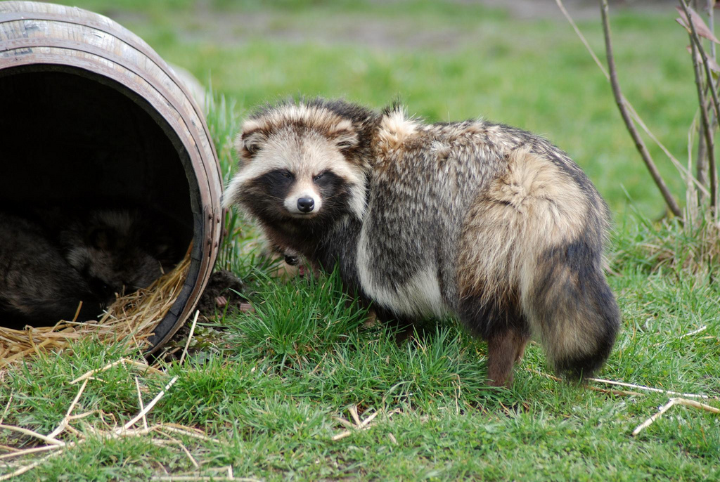 Photo: raccoon dog sa barrel-box