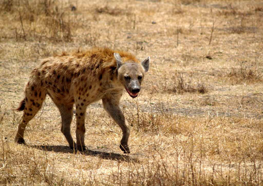 Ritratt Hyena