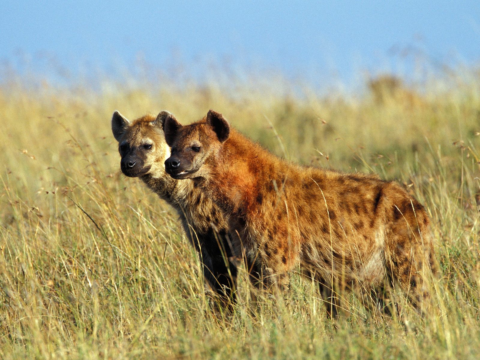 Two hyenas