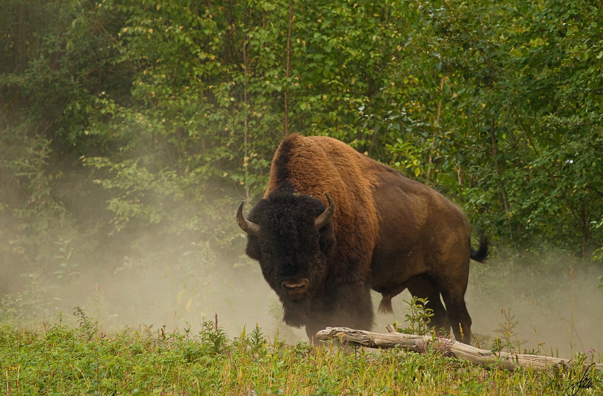 Foto di bisonte