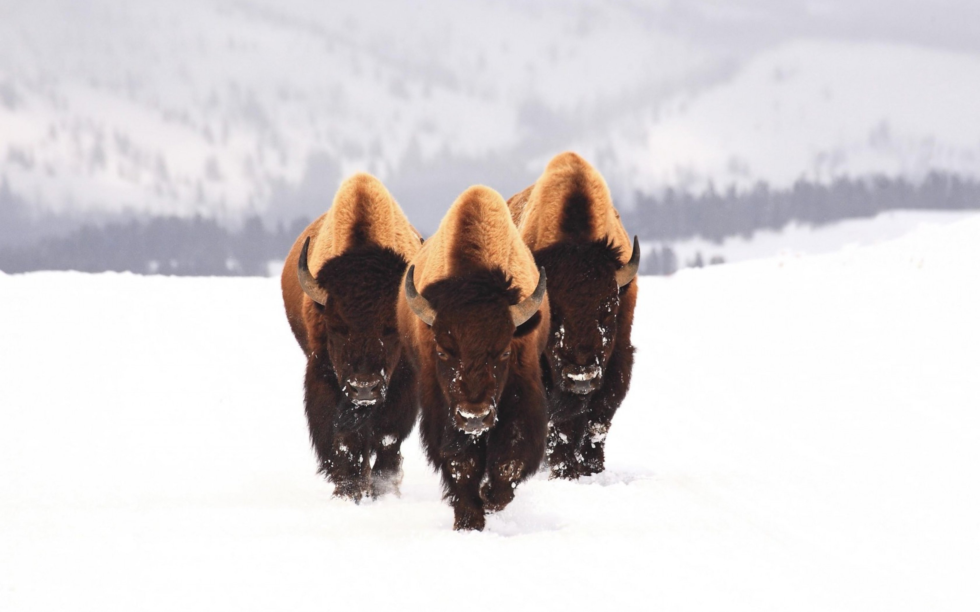 Bison på vintern