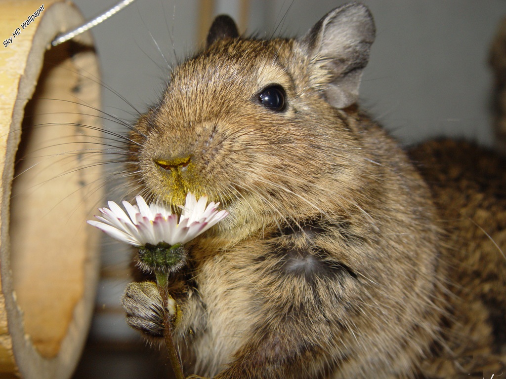 Degu squirrel with a flower
