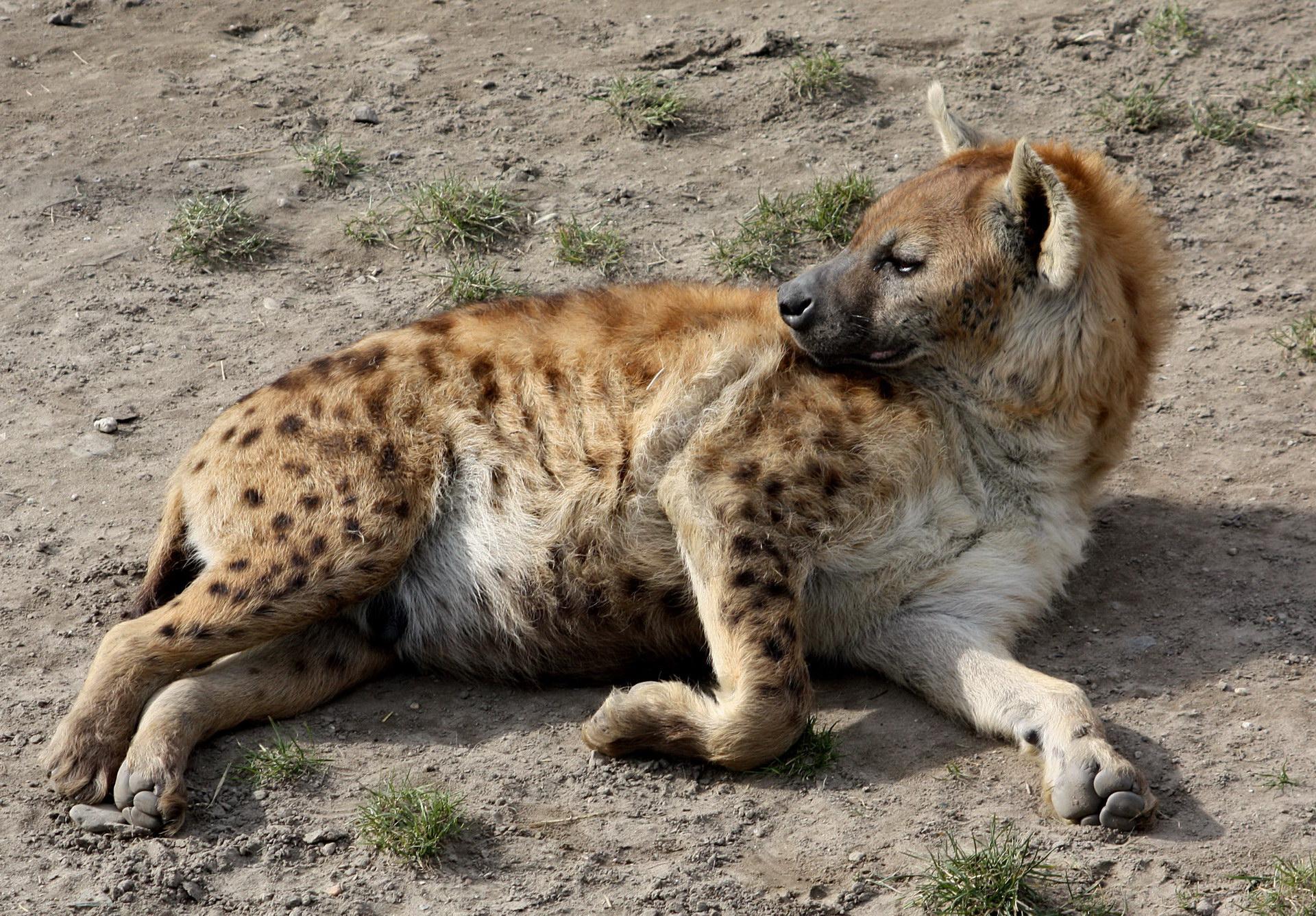 Hyena se odihnește