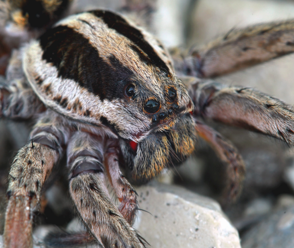 Tarantula Apulia (เพศหญิง)