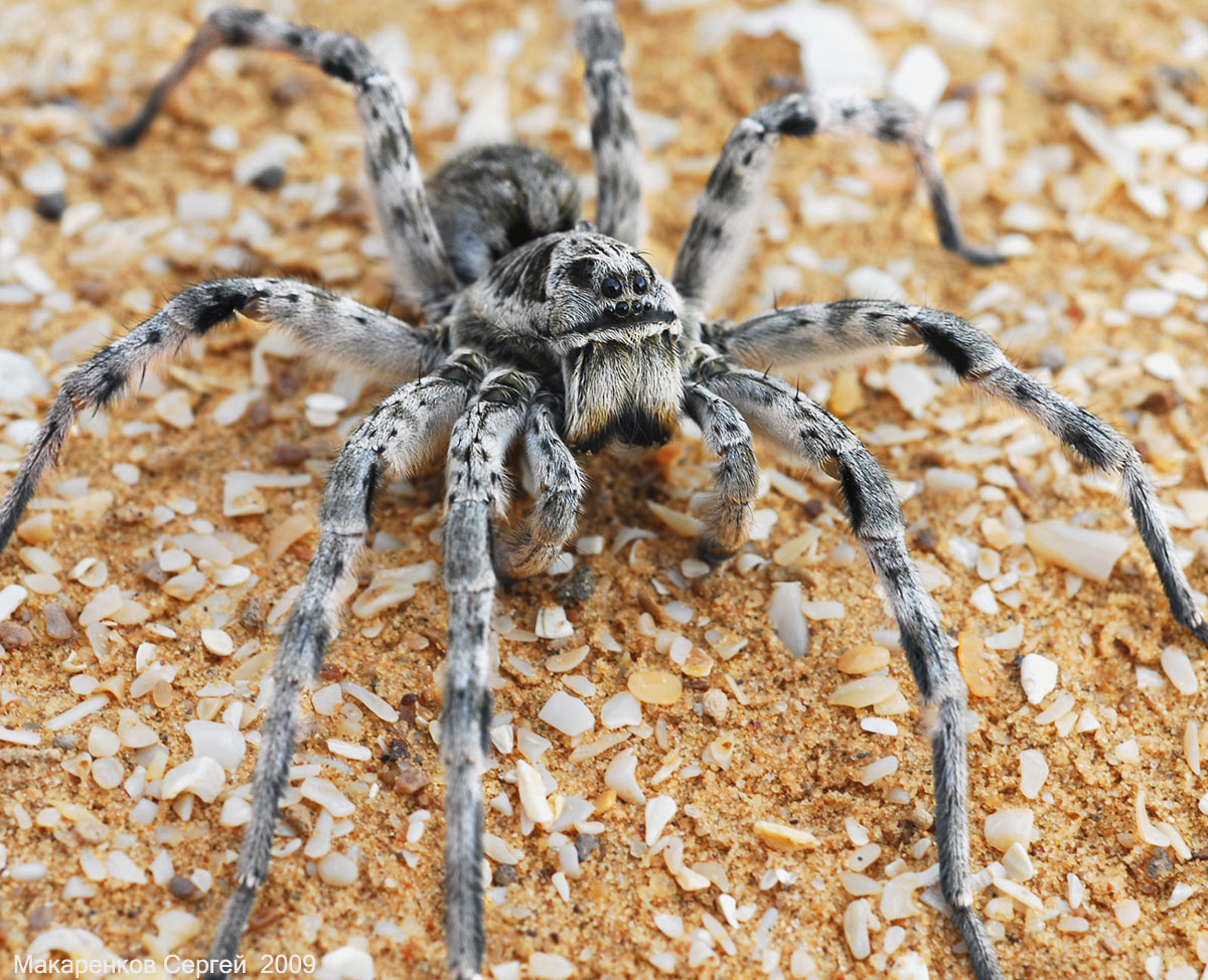 Tarantula South Russian eller Mizgir: Makro