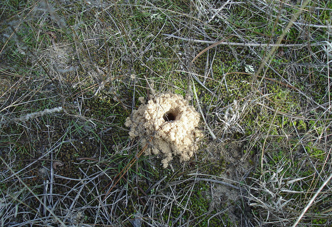 Nora tarantula, steppe av Kherson-regionen