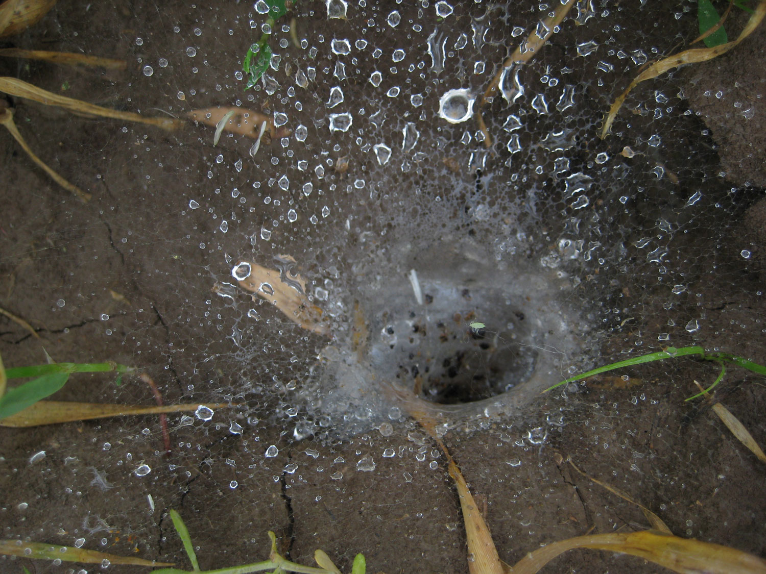 Nest van tarantula na regen