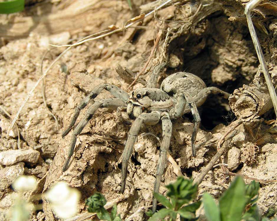 Tarantula, a kan farauta ba tare da ya fita daga rami ba. Uzbekistan - 04/05/2008