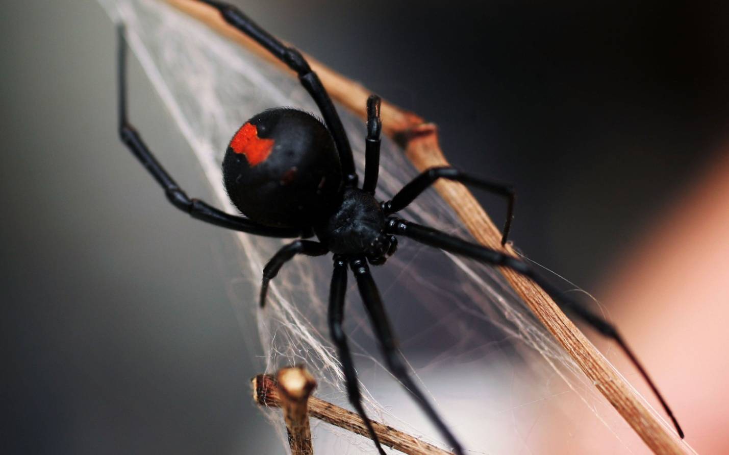 Čierna vdova pavúk