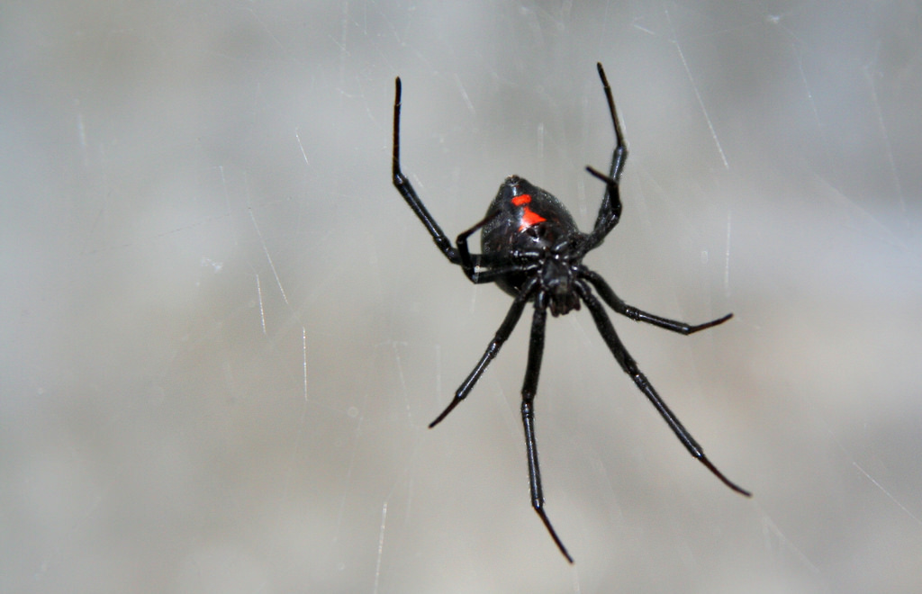Negru păianjen văduvă