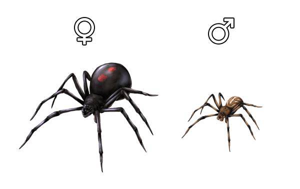 Svart enke edderkopp: kvinnelig og mannlig