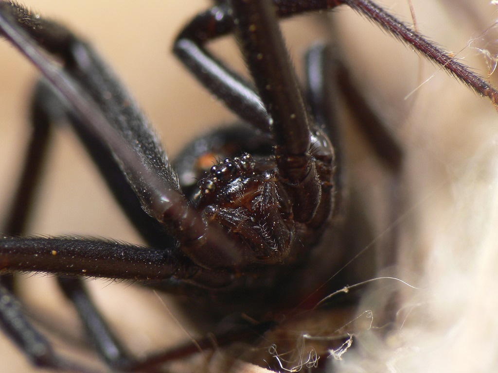 Svart enke edderkopp: nærbilde foto